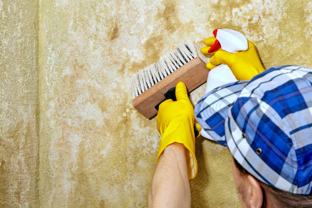 Best Attic Mold Removal  in Downey, CA