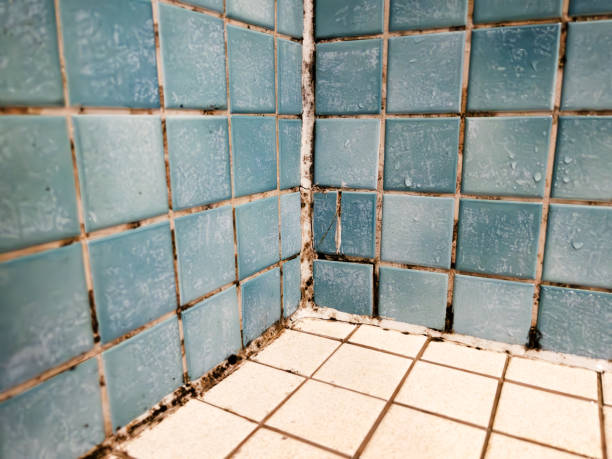 Best Forensic Mold Investigation  in Downey, CA