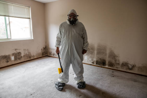 Best Black Mold Removal  in Downey, CA