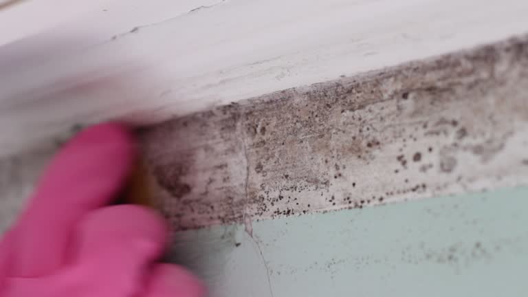 Best Black Mold Removal  in Downey, CA